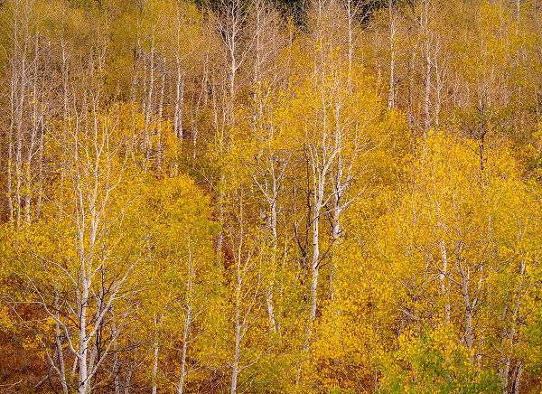 Gulin, Sylvia 아티스트의 USA-Idaho-Highway 36 west of Liberty and hillsides covered with Aspens in autumn작품입니다.